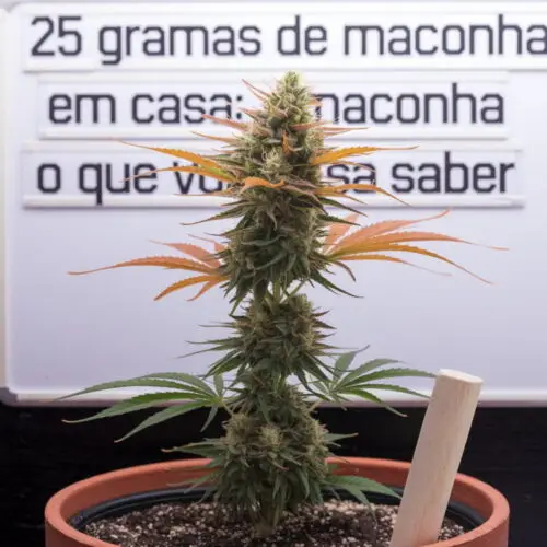 25 gramas de maconha em casa: o que você precisa saber.